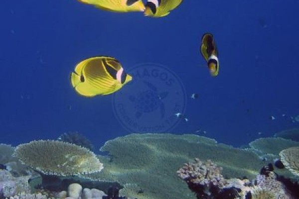 Great British Oceans and the need for more large Marine Protected Areas