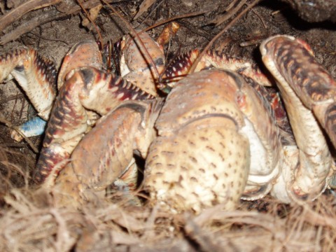 BBC article on Chagos’ amazing coconut crabs