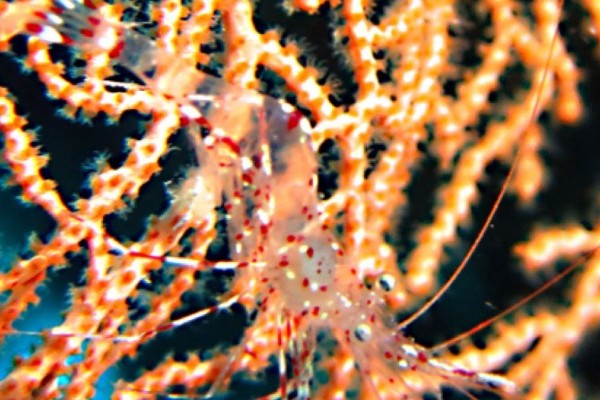 Chagos Community Environment Project : Fun Day in Manchester