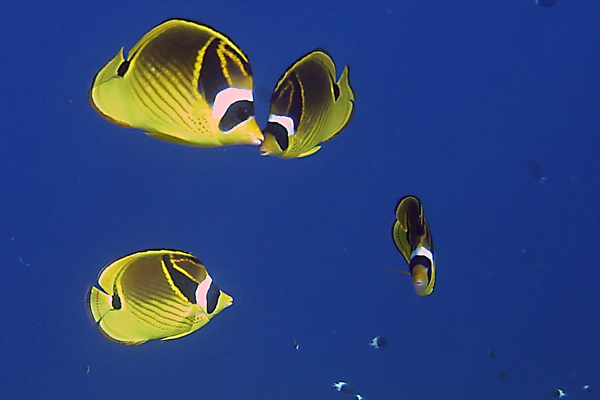 Chagos Video Shortlisted for Blue Ocean Film Festival Prize