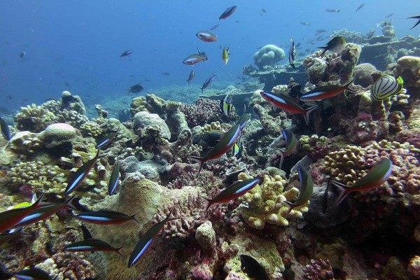 Good news for reefs - a big new MPA on the way
