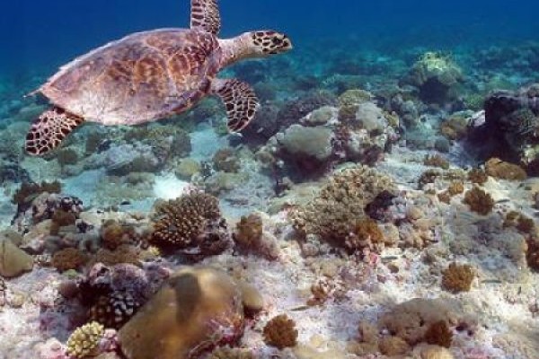 Large-scale MPAs discussed in a Live Google+ Hangout