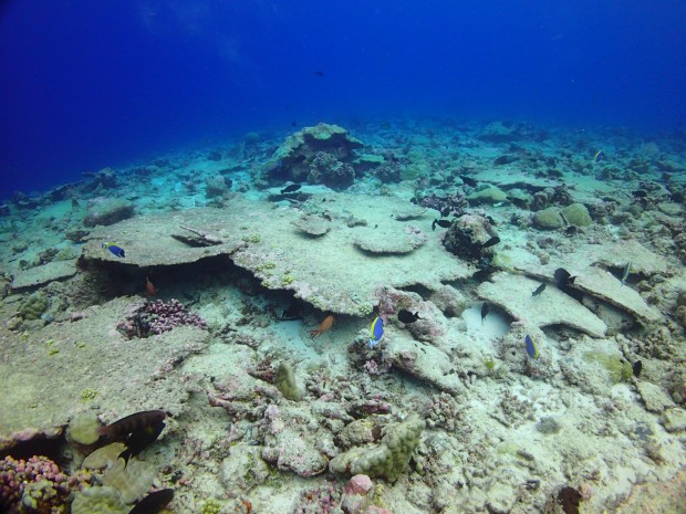  Dead Acropora corals 